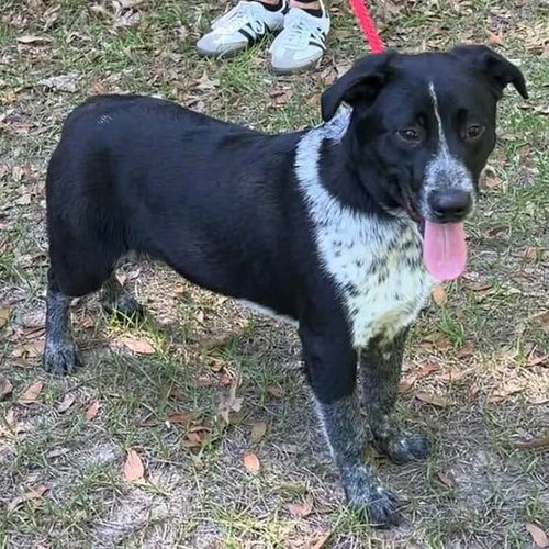 Ruffin, an adoptable Australian Cattle Dog in Mobile, AL
