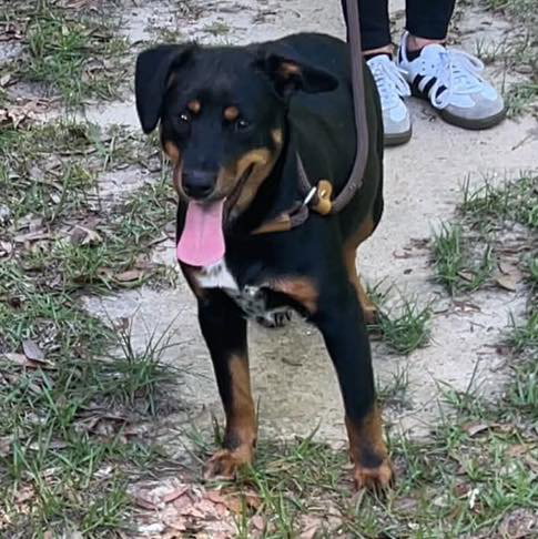Remi, an adoptable Australian Cattle Dog in Mobile, AL