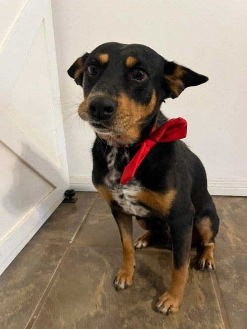 Gwinnie, an adoptable Australian Cattle Dog in Mobile, AL