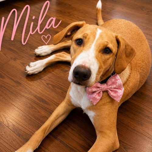 Mila, a dog for adoption from Wags and Whiskers Animal Rescue League