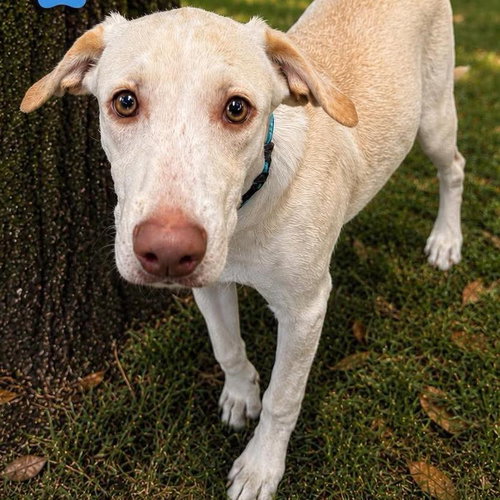 Monty, a dog for adoption from Wags and Whiskers Animal Rescue League