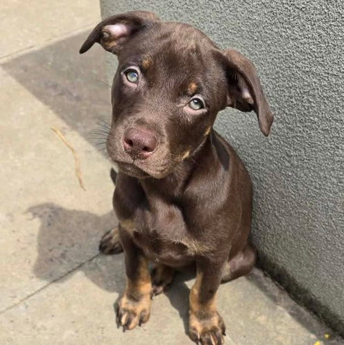 Mallorie, an adoptable Labrador Retriever in Mobile, AL