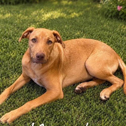 Murphy, a dog for adoption from Wags and Whiskers Animal Rescue League