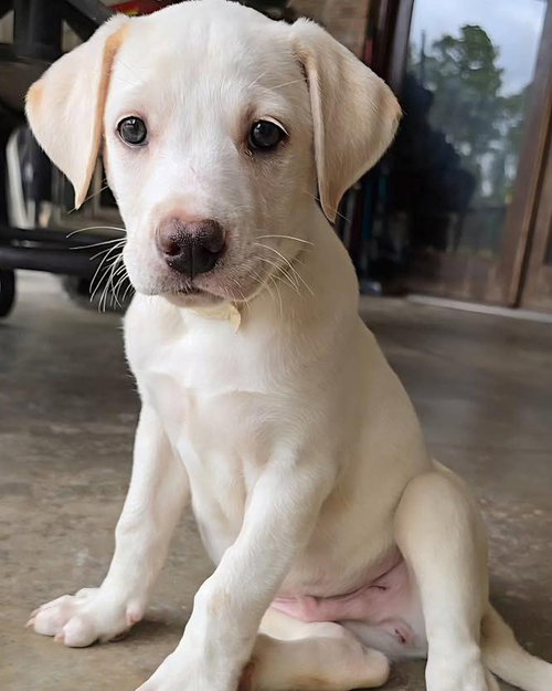 Max