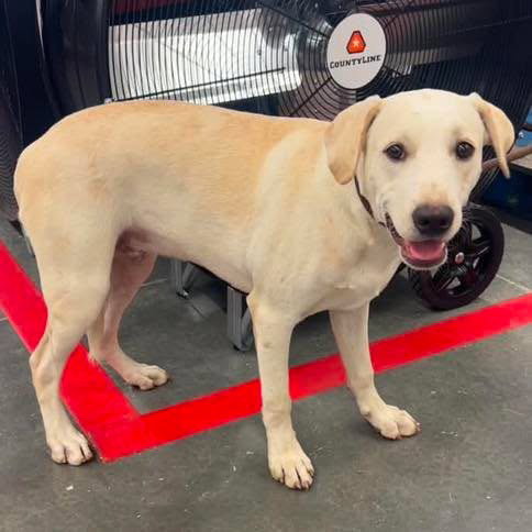 Max, a dog for adoption from Wags and Whiskers Animal Rescue League