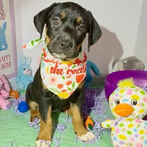 Penny, an adoptable Labrador Retriever in Mobile, AL