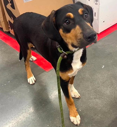 Peter, a dog for adoption from Wags and Whiskers Animal Rescue League