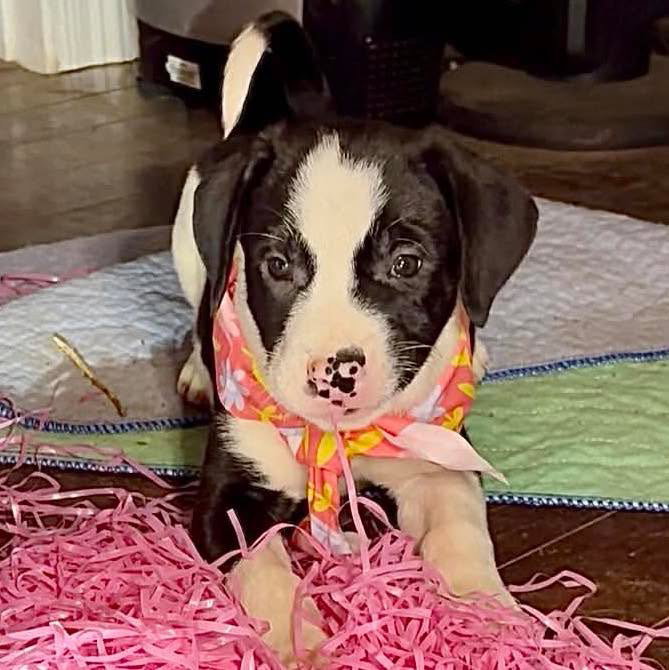 Piper