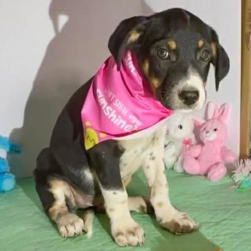 Opal, an adoptable Labrador Retriever in Mobile, AL