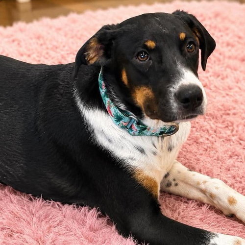 Opal, a dog for adoption from Wags and Whiskers Animal Rescue League