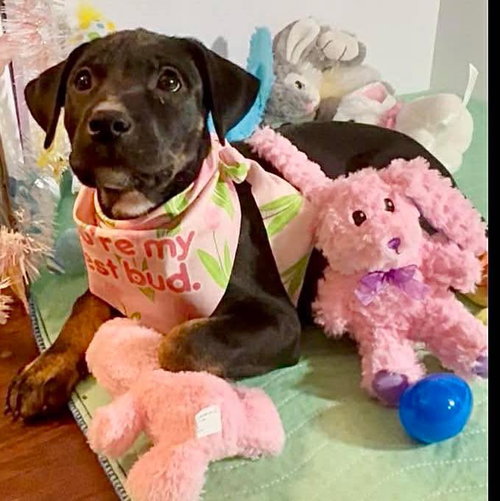 Olivia, an adoptable Labrador Retriever in Mobile, AL