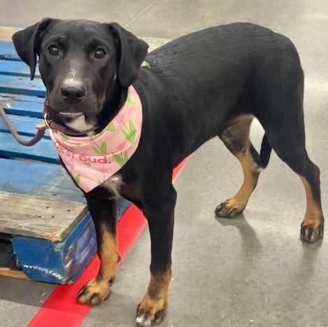 Olivia, a dog for adoption from Wags and Whiskers Animal Rescue League