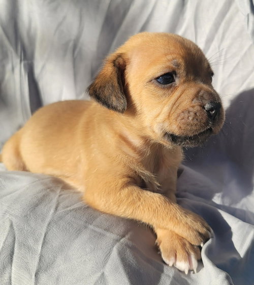 Tot, an adoptable Terrier in Mobile, AL