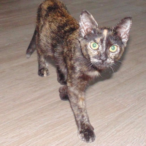 picture of the cat needing adoption