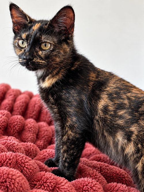 Kiwi, a cat for adoption from Wags and Whiskers Animal Rescue League