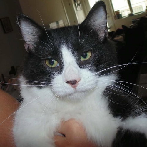 picture of the cat needing adoption