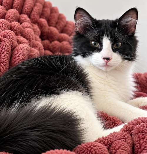 Kade, a cat for adoption from Wags and Whiskers Animal Rescue League