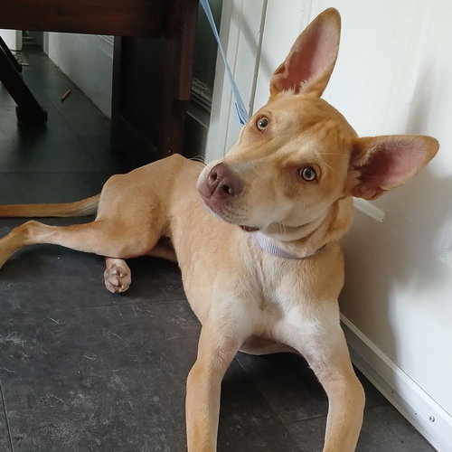 Lemon, a dog for adoption from Wags and Whiskers Animal Rescue League
