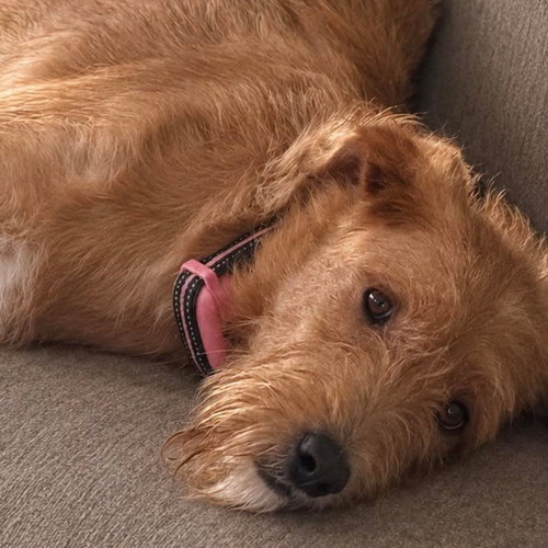 picture of the dog needing adoption