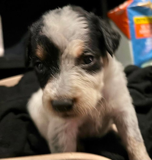 Lyla