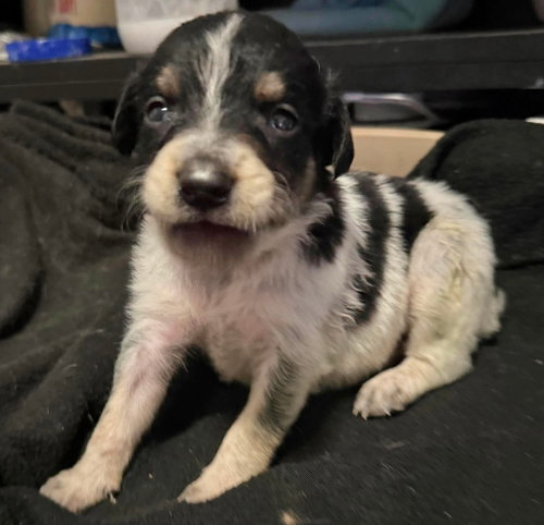 Louie