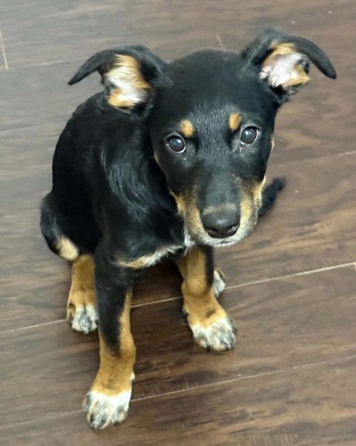 Levi, a dog for adoption from Wags and Whiskers Animal Rescue League