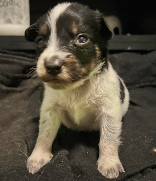 Loki