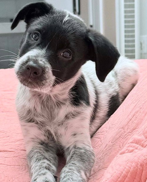 picture of the dog needing adoption