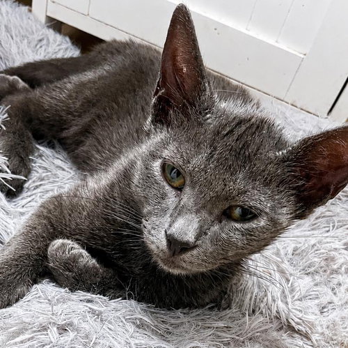 picture of the cat needing adoption