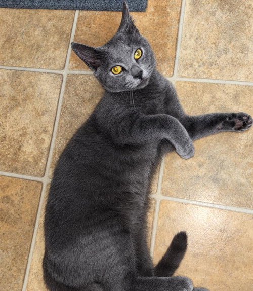 Blue, a cat for adoption from Wags and Whiskers Animal Rescue League
