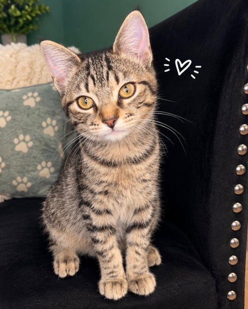 picture of the cat needing adoption