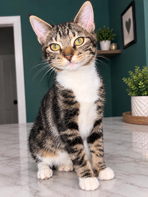 picture of the cat needing adoption