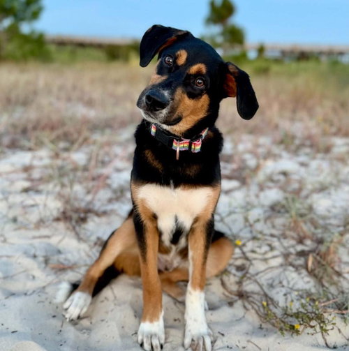 Rudy, a dog for adoption from Wags and Whiskers Animal Rescue League
