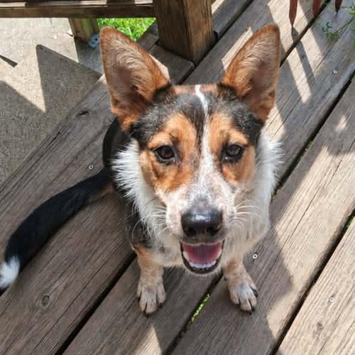 Bunny, a dog for adoption from Wags and Whiskers Animal Rescue League