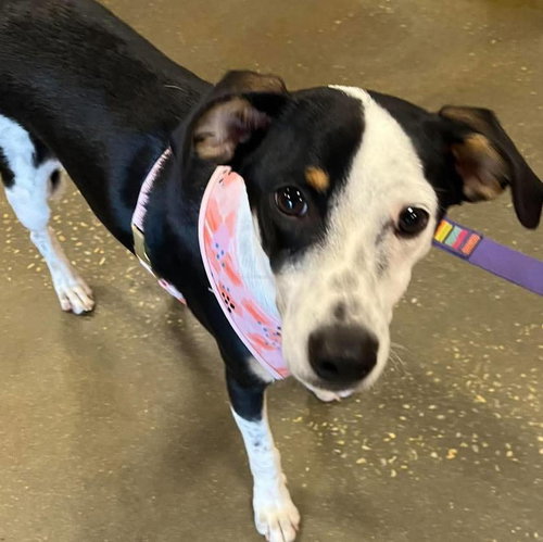 picture of the dog needing adoption