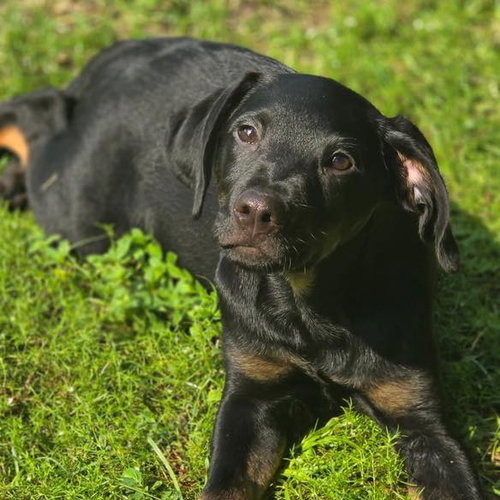 Moses, a dog for adoption from Wags and Whiskers Animal Rescue League