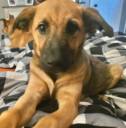 Mimi, a dog for adoption from Wags and Whiskers Animal Rescue League