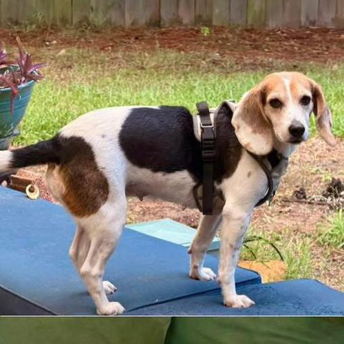 Daisy, a dog for adoption from Wags and Whiskers Animal Rescue League