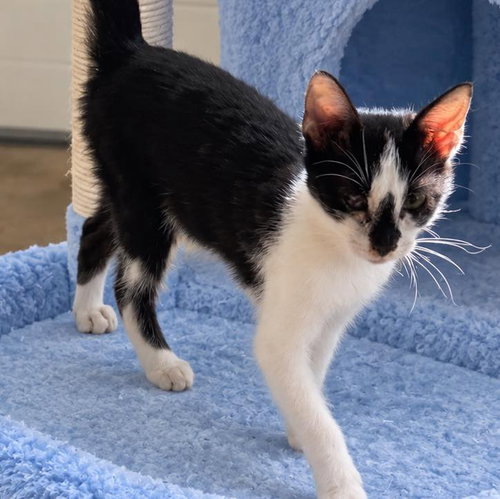 picture of the cat needing adoption