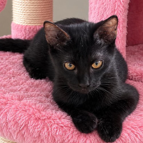 picture of the cat needing adoption