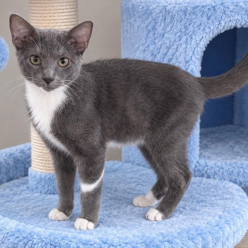 picture of the cat needing adoption