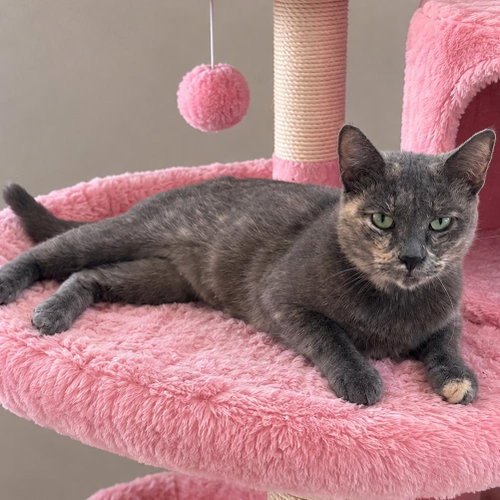 picture of the cat needing adoption