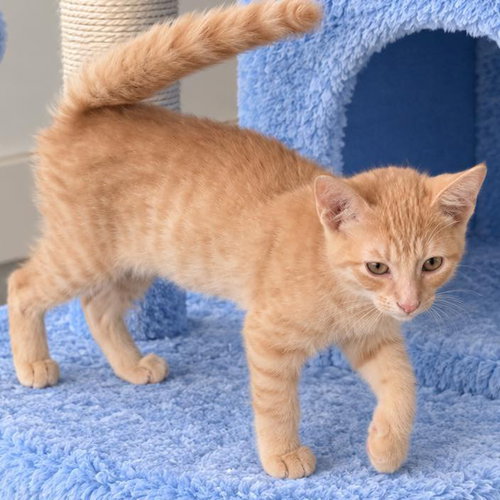 picture of the cat needing adoption