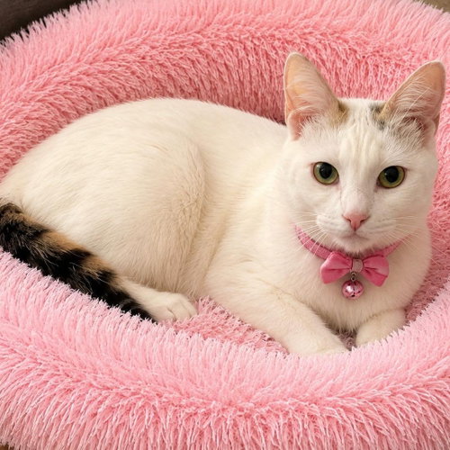 picture of the cat needing adoption