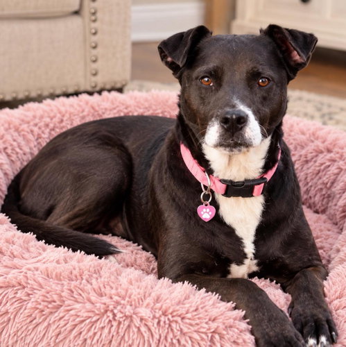 Rebecca, a dog for adoption from Wags and Whiskers Animal Rescue League