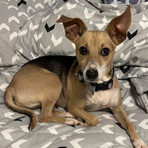 Baby Girl, a dog for adoption from Wags and Whiskers Animal Rescue League