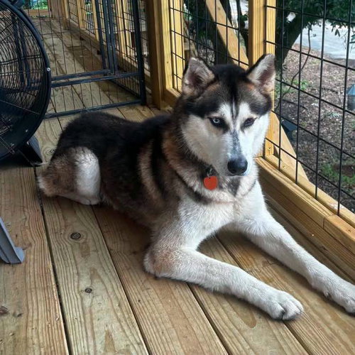 Zeke, a dog for adoption from Wags and Whiskers Animal Rescue League