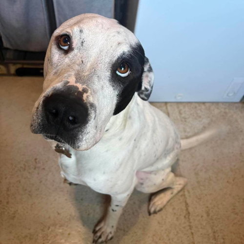 Bud, a dog for adoption from Wags and Whiskers Animal Rescue League