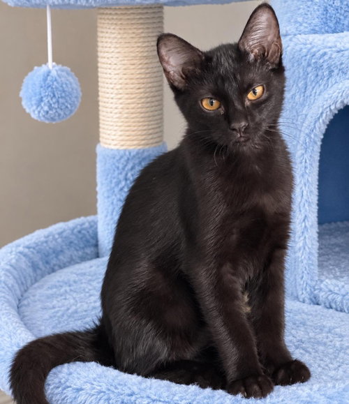 picture of the cat needing adoption