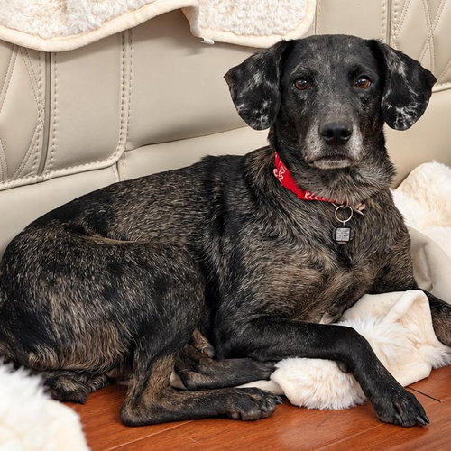 Mollie Mae, a dog for adoption from Wags and Whiskers Animal Rescue League